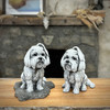 Sitting Maltese