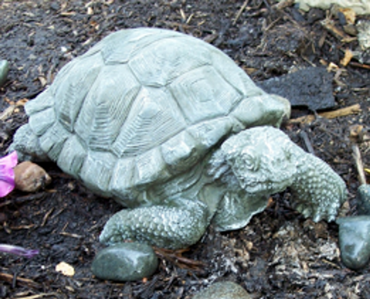 Large Tortoise