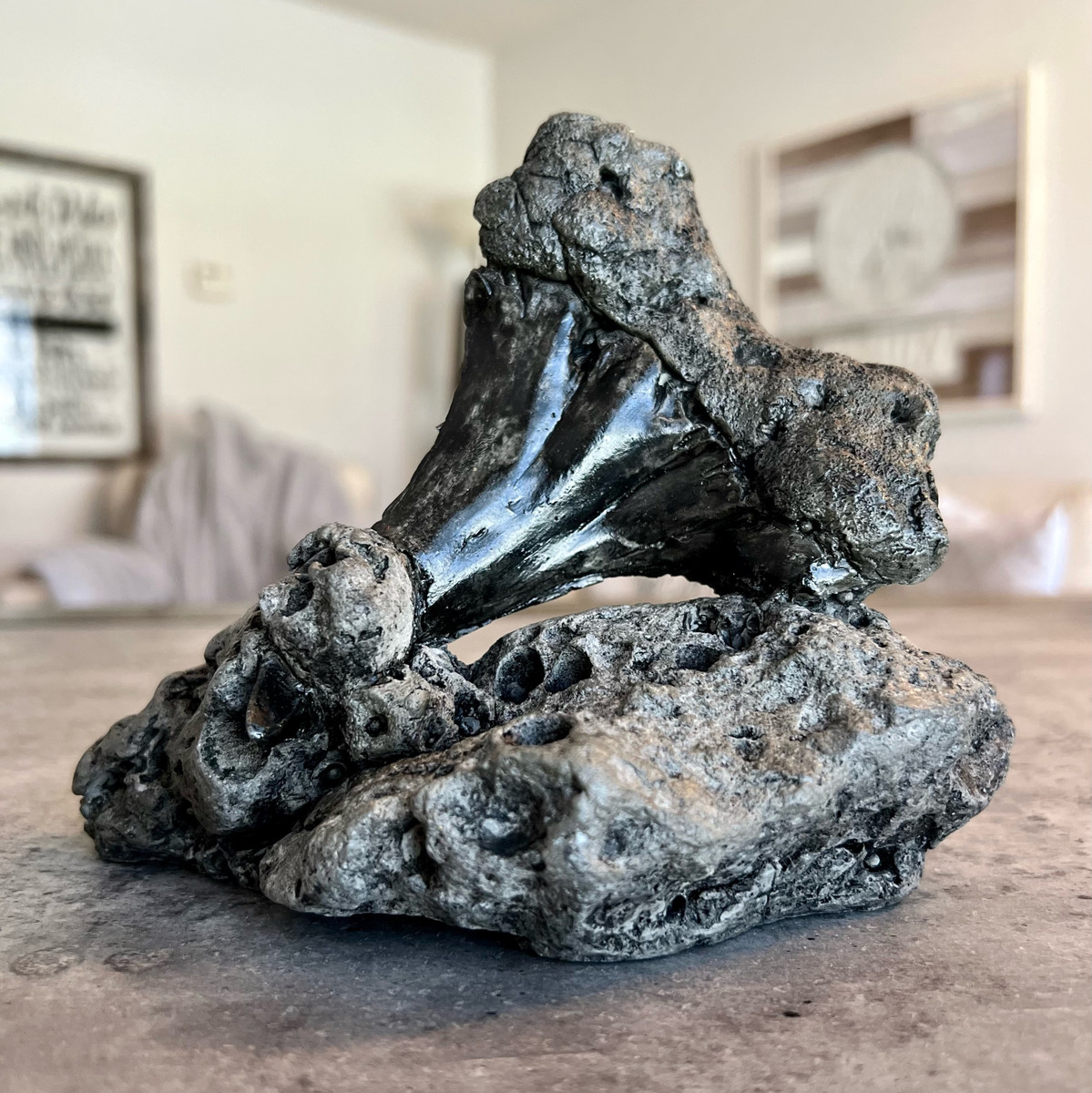 Polished Fossil Shark Tooth Sculpture - Athena Garden