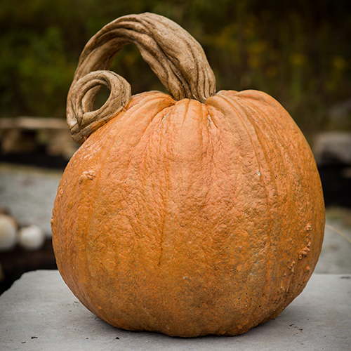 Stone Jack O'lantern Pumpkin - Athena Garden