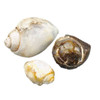 Snail Shell Specimen