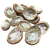 Abalone Shell Incense Burner (Pack Of 100) 2" - 3"