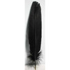 Black Feather 12" (Set Of 10)