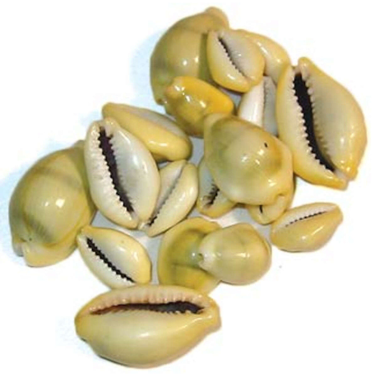 Cowrie Shells 18 pcs