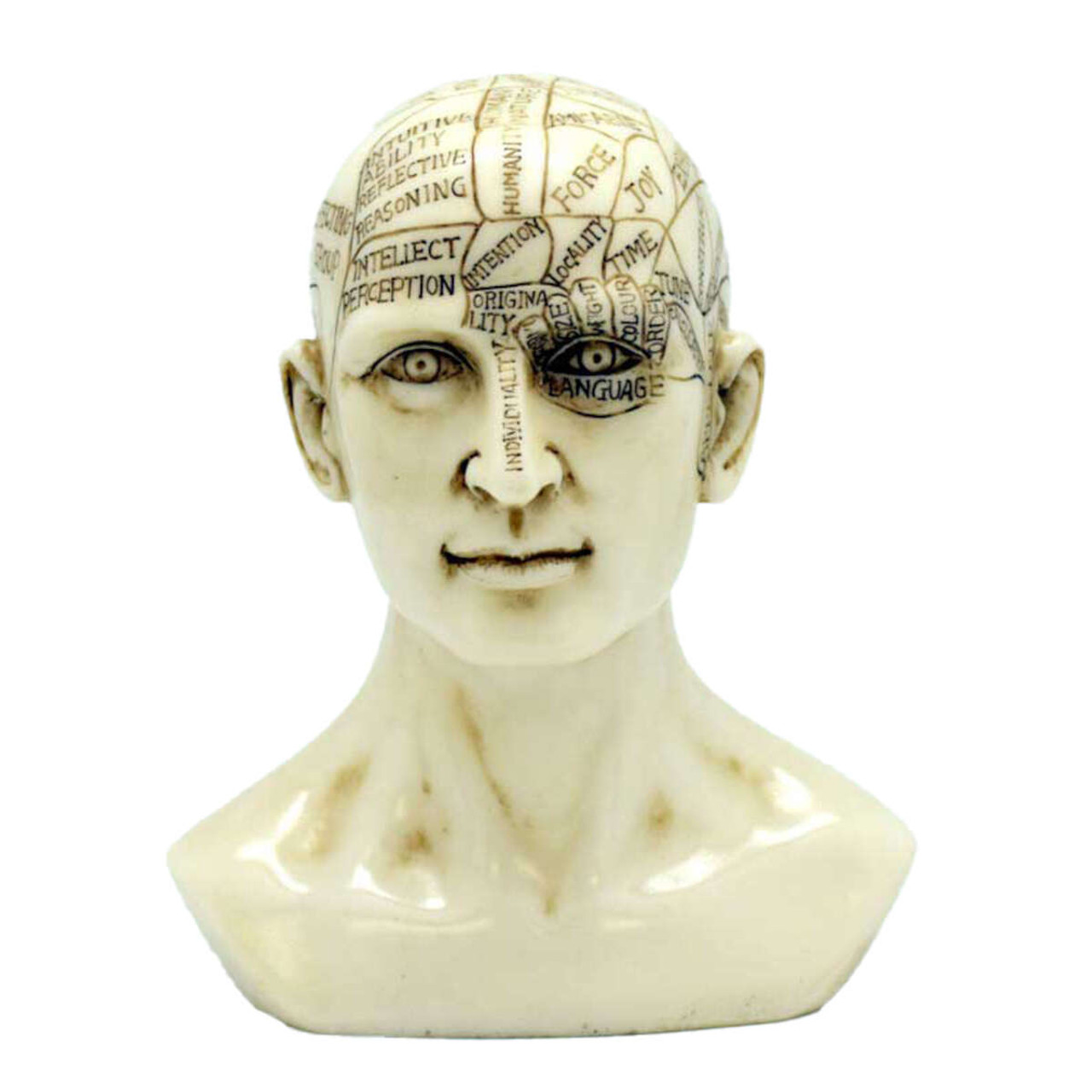 Phrenology Head 6"