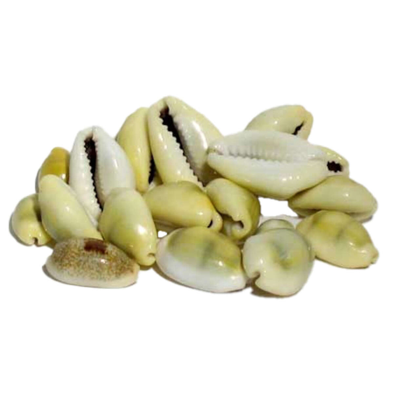 Cowrie Shells 1 Lb The Ancient Sage Spiritual Supply Store   RCOWSB  65245.1643573601 