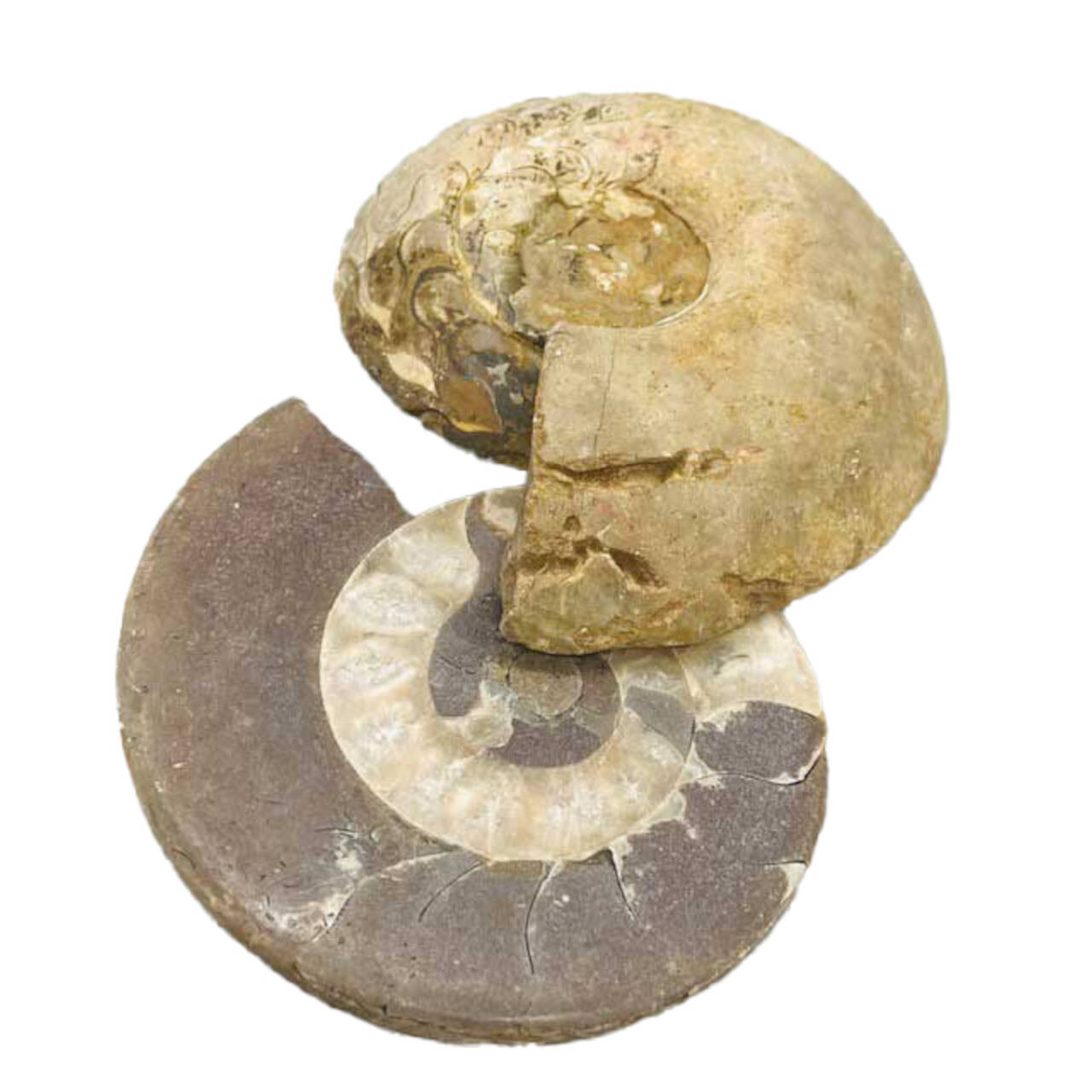 Ammonite Fossil Pair .8-2#