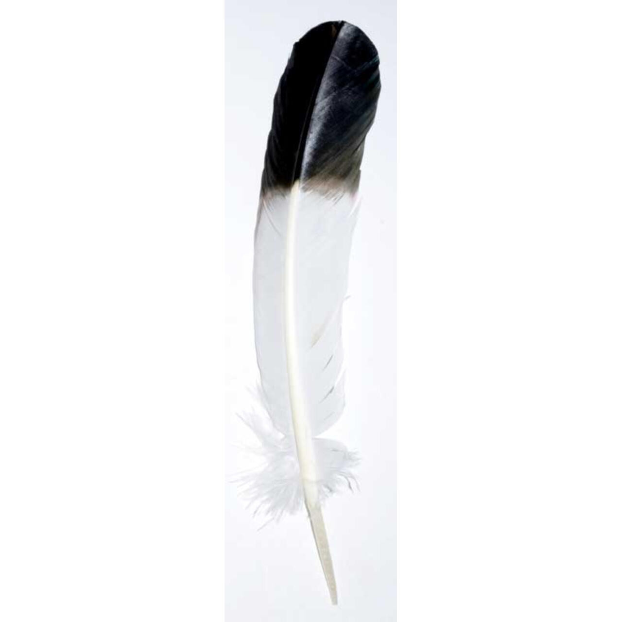 Smudging Eagle Feather 8-12 (Set Of 10) - The Ancient Sage