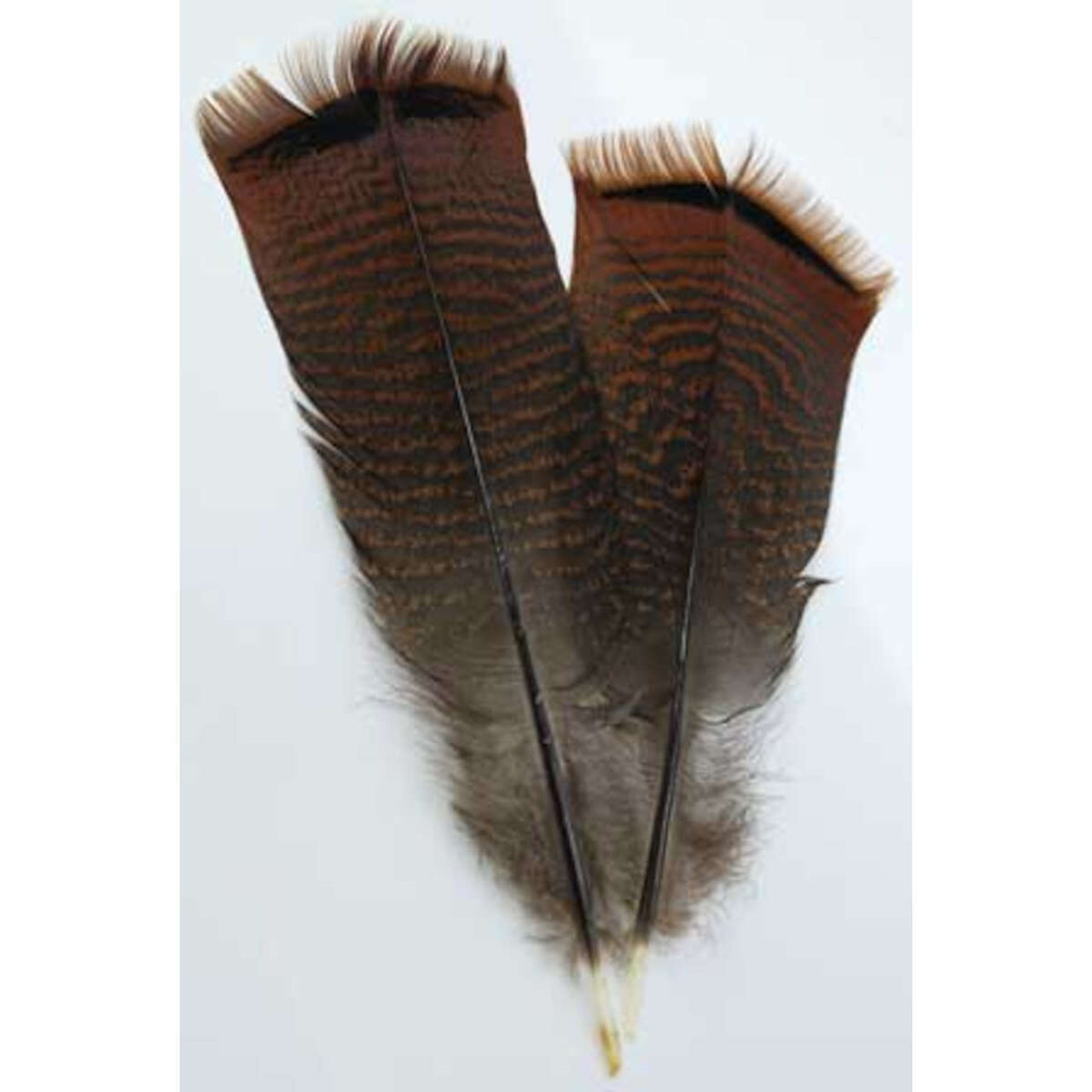 Bronze Pre-tail Turkey Smudging Feather