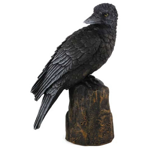 Raven Looking Back Statue 6"