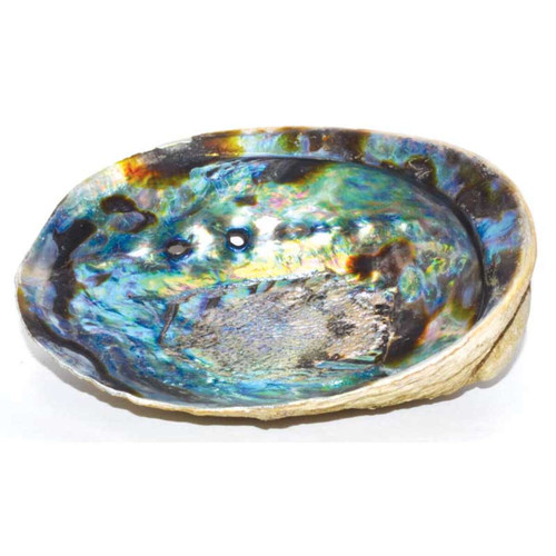 Abalone Shell Incense Burner 5 inches
