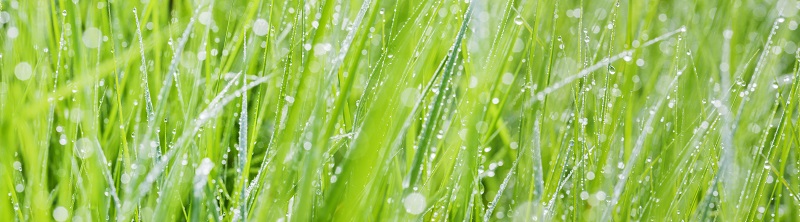 Will Water Softener Salt Kill Grass Discount Water Softeners