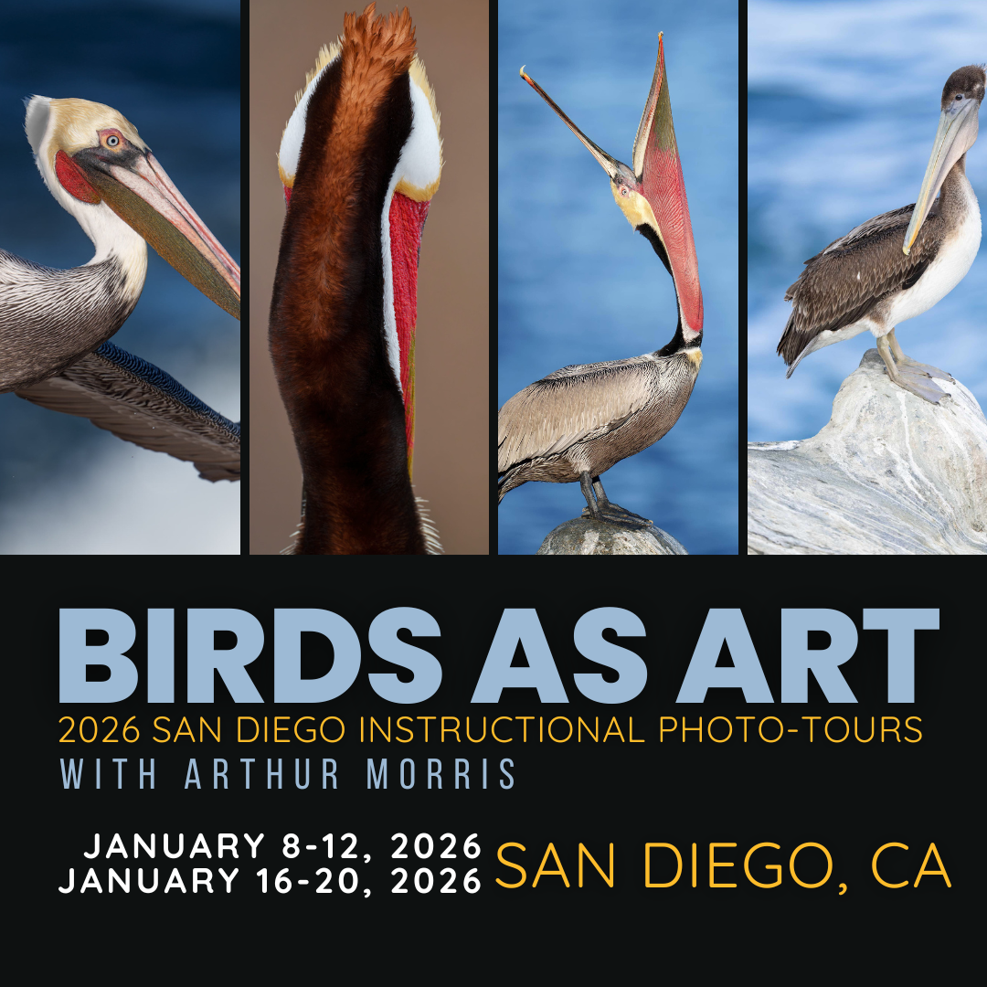 BIRDS AS ART 2026 San Diego Instructional Photo Tours with Arthur Morris