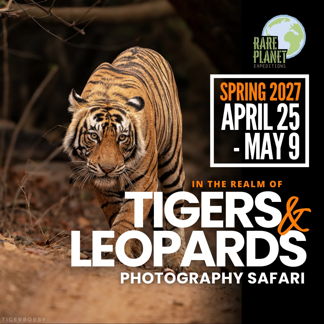 Rare Planet Expeditions: In the Realm of Tigers & Leopards Photography Safari (April 2027)