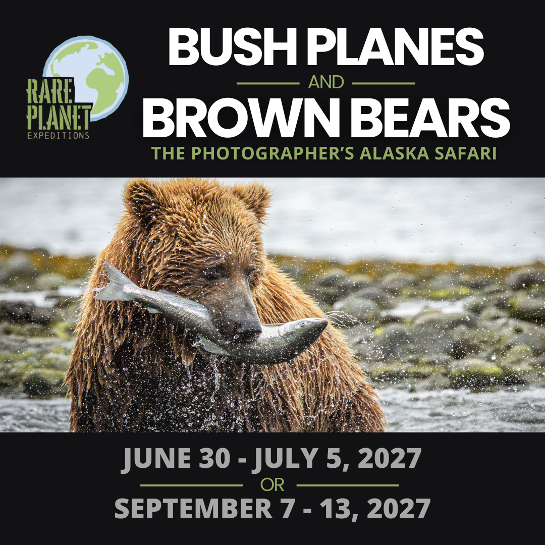 Rare Planet Expeditions: Bush Planes & Brown Bears - The Photographer’s Alaska Safari