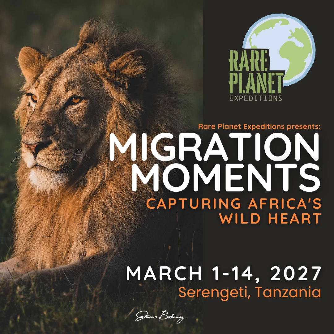 Rare Planet Expeditions: Migration Moments, Capturing Africa's Wild Heart (2027)