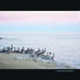 BIRDS AS ART 2026 San Diego Instructional Photo Tours with Arthur Morris