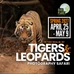 Rare Planet Expeditions: In the Realm of Tigers & Leopards Photography Safari (April 2027)