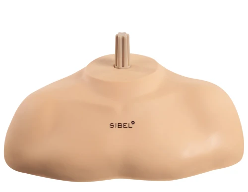 Sibel shoulders for training heads