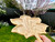 Ashwood Maple Leaf Serving Board