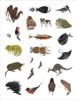 Charley Harper Tree of Life Sticker Book