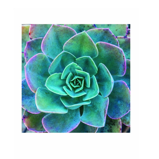 Succulent Garden Boxed Notecards