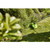 Greenworks 48V (2x24V) Cordless Grass Trimmer 33cm