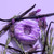 Bath Treats Lavender Vanilla (3pc Bath Bomb Set) 3 x 65g