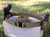 Shooter's Belt 1.75" Shooter's Belt 1.75"