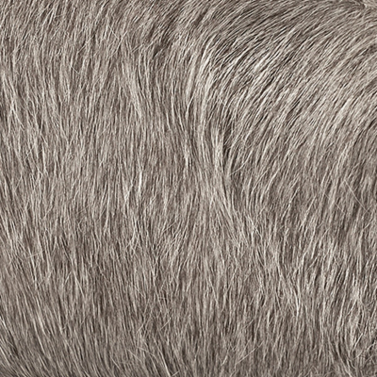 Winston, Andre, Florian, Julius, Mondrian, Baltar, Harve, Noah, Odeon, Gray