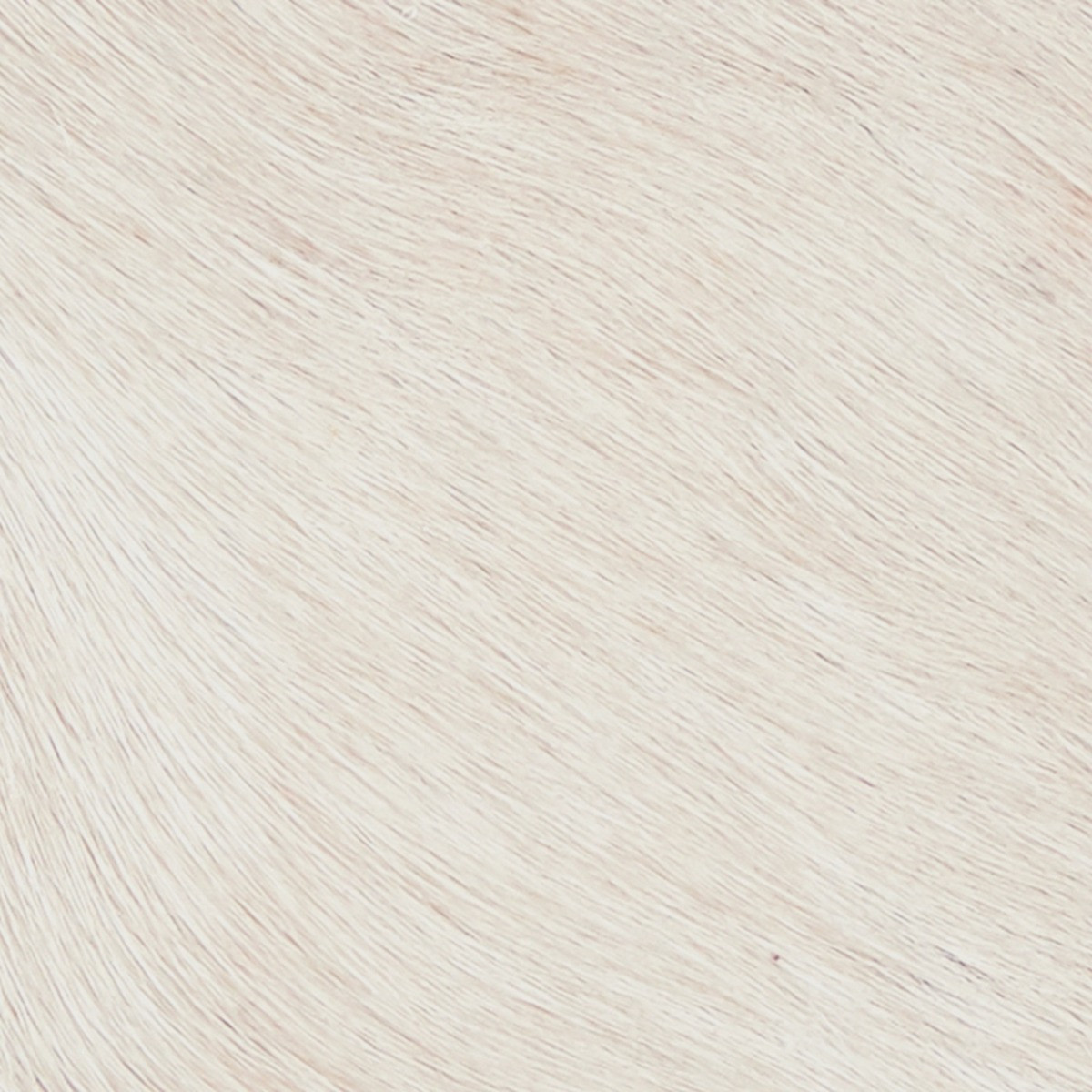 Andre, Florian, Julius, Odeon, Winston, Snow