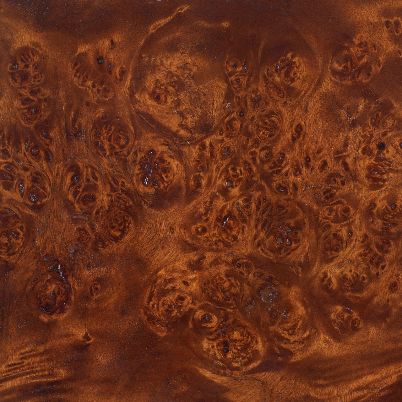 Callie, Walnut Burl