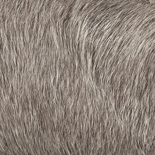 Andre, Julius, Mondrian, Baltar, Noah, Odeon, Gray