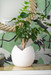 Cambria Vase, Blanc de Chine