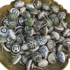 A professional lifestyle presentation shot of the assorted ceramic drawer pulls showcasing their vibrant colors and versatile appeal for cabinetry and doors.