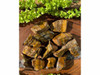 Luxury 2 Pcs Tiger Eye Raw Crystals Premium Design Showcase