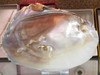 Close-up view of the shimmering interior of a natural mother-of-pearl shell