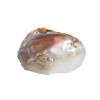 A premium mother-of-pearl shell from Craftihouse, adding a touch of natural luxury to any space