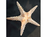 Exclusive Stunning Natural Starfish 22cm Fine Craftsmanship Detail