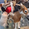 Hand Crafted Awesome Loaded Donkey Height | Premium Handcrafted Memento | High-end Gift - Luxury Handcrafted Art Craftihouse Dubai