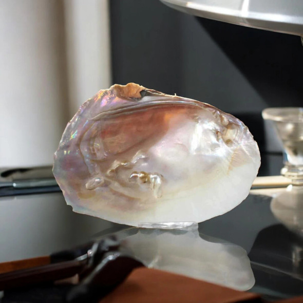 A stunning, iridescent natural mother-of-pearl shell used as an elegant home decor piece,