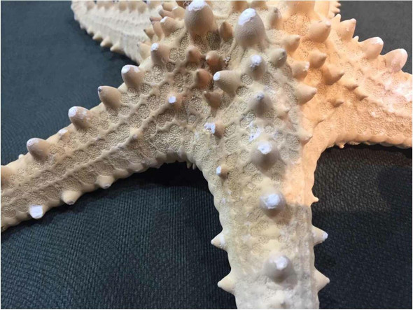 Luxury Stunning Natural Starfish 22cm Premium Design Showcase
