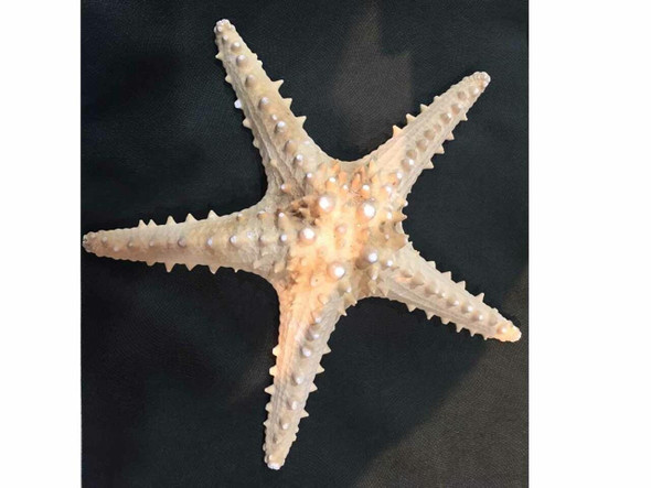 Stunning Natural Starfish 22cm | Artisan Home Decor | Unique Middle Eastern Piece - Luxury Handcrafted Art Craftihouse Dubai