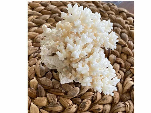Natural Coral Sea Shell Beach Decor | Sophisticated Boutique Accessory | Crafted In Dubai - Luxury Handcrafted Art Craftihouse Dubai