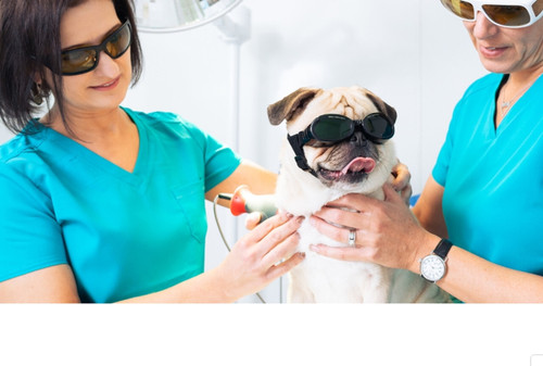 Animal Laser Goggles