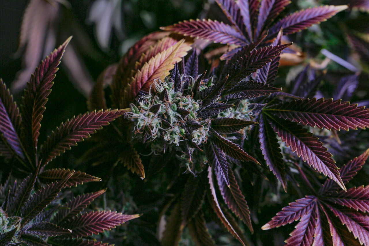 Top 5 Cannabis Strains for Relaxation and Stress Relief