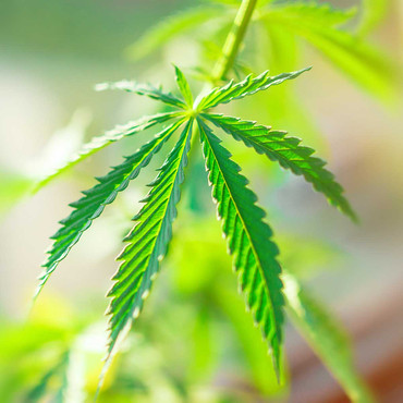 Debunking the Myths of Marijuana