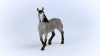 Cheval de Selle Francais Stallion Toy Animal Figure, Ages 3 & Up (5 pieces)