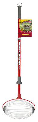 Nut Gatherer, Large