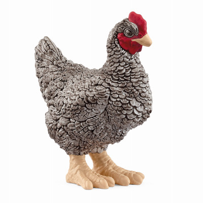 Plymouth Rock Chicken